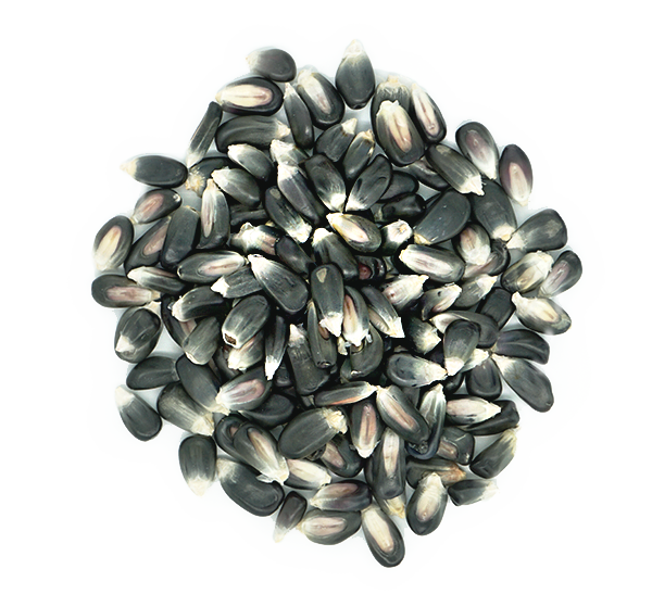 MAIZ AZUL PARA TORTILLA MEXICANO (MEXICAN BLUE CORN)