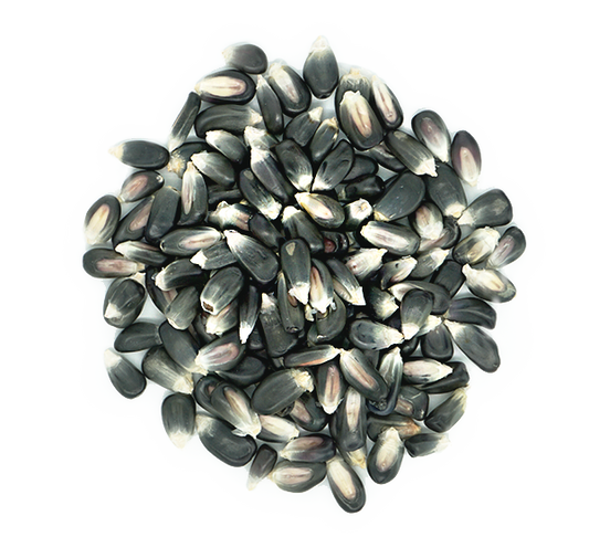 MAIZ AZUL PARA TORTILLA MEXICANO (MEXICAN BLUE CORN)